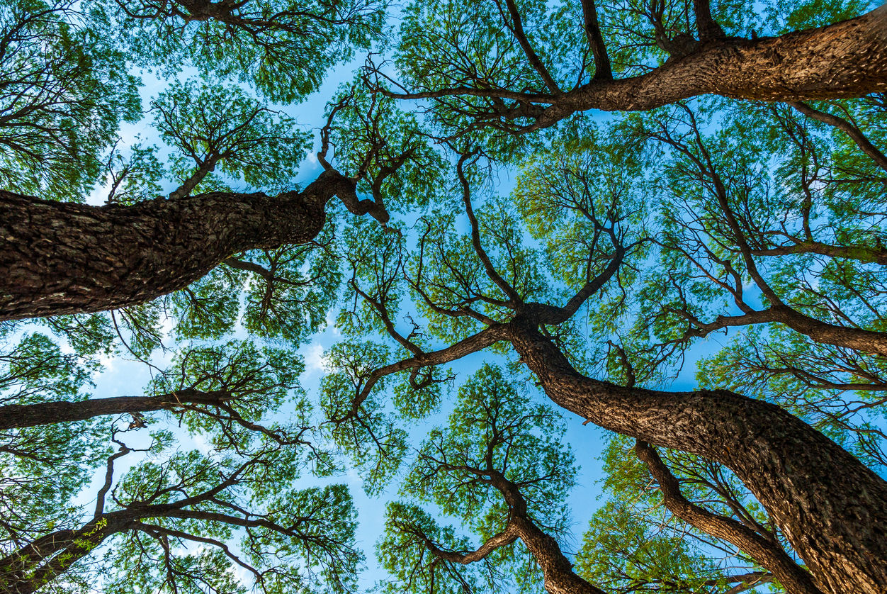 Arbre avec racines profondes et lumière dorée – Yinora